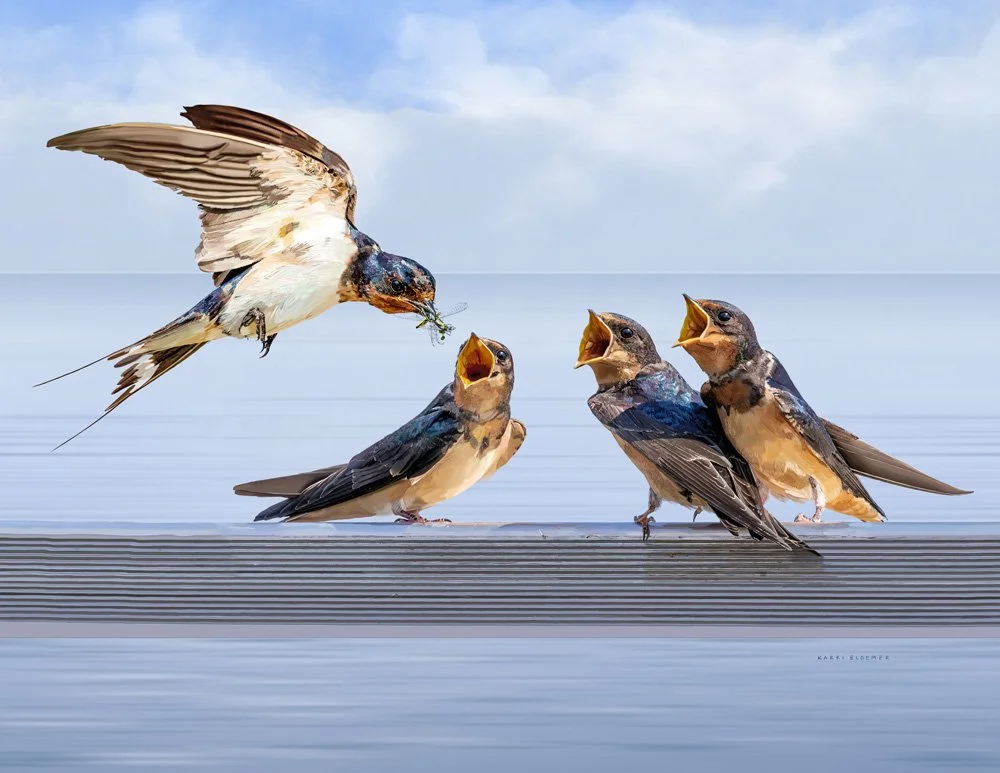 Barn Swallows.jpg