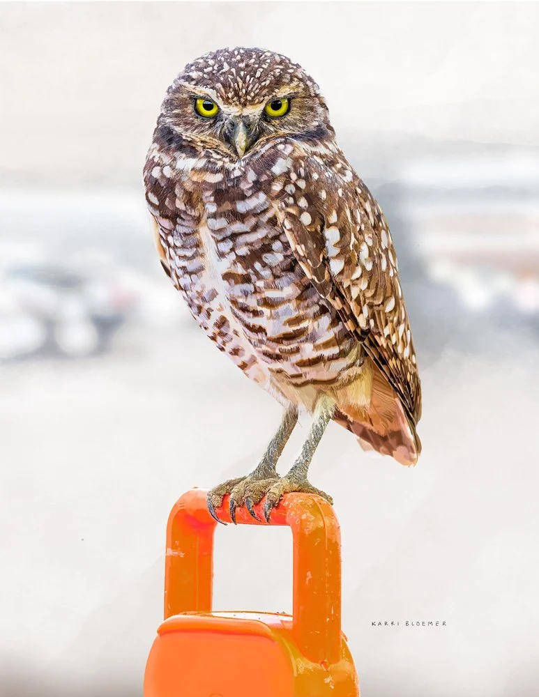 Burrowing Owl Cone.jpg