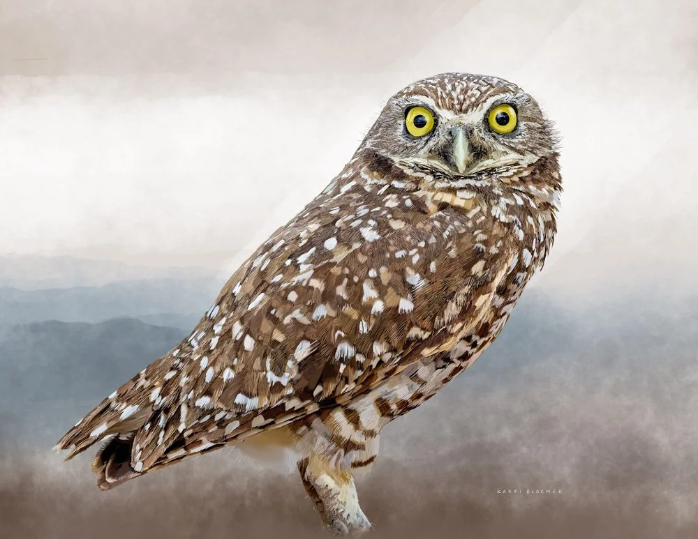 Burrowing Owl.jpg
