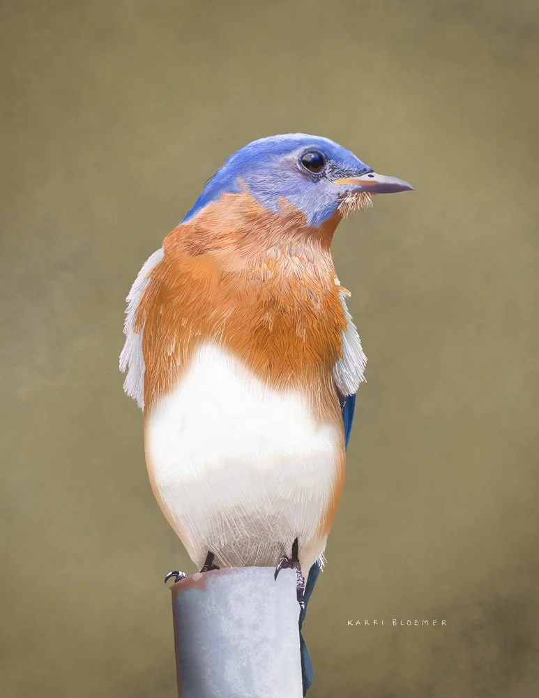 Eastern Bluebird A.jpg