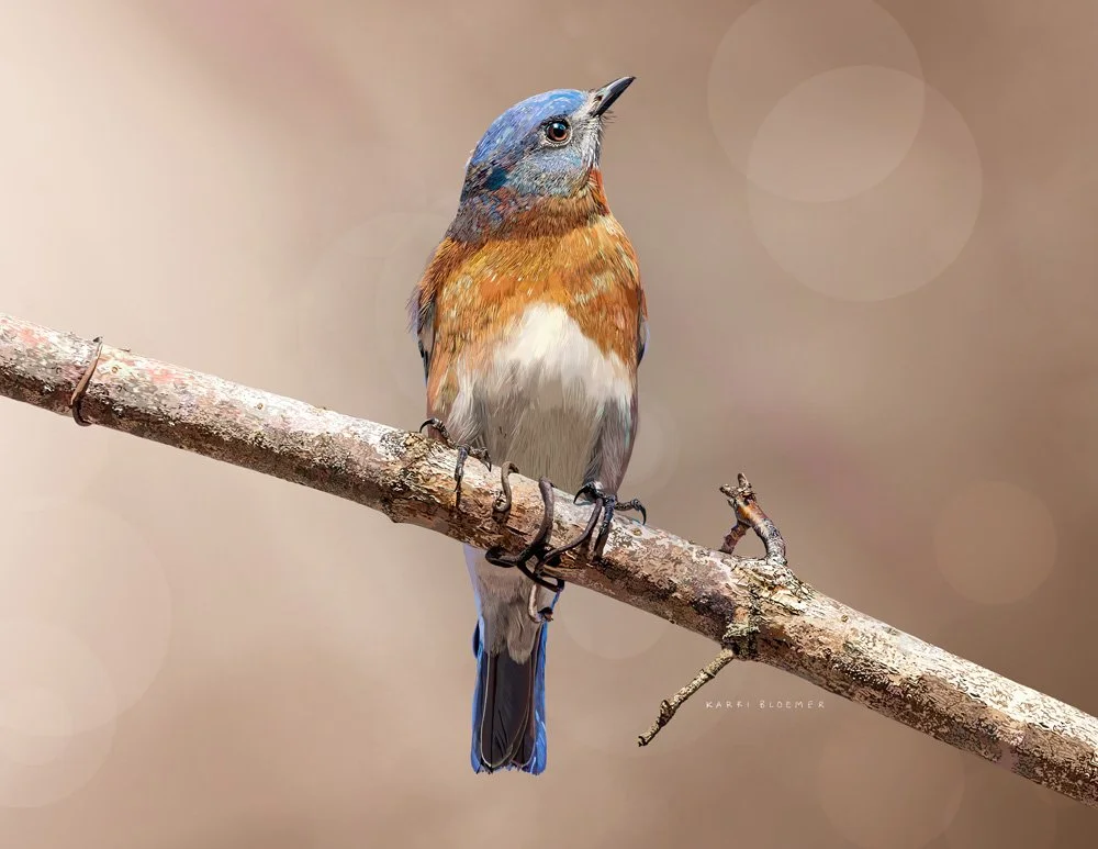Eastern Bluebird B.jpg