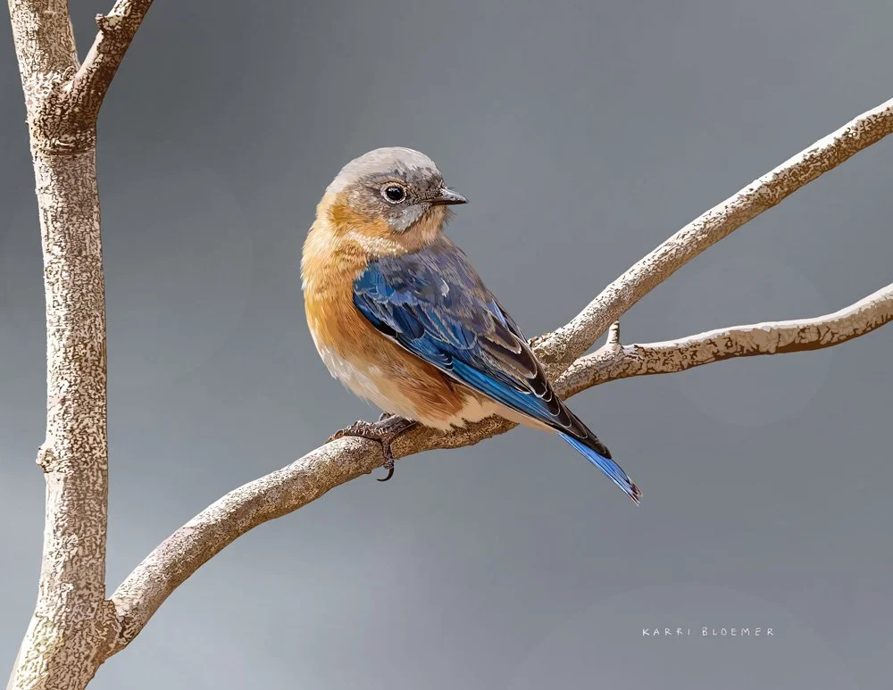 Eastern Bluebird C.jpg