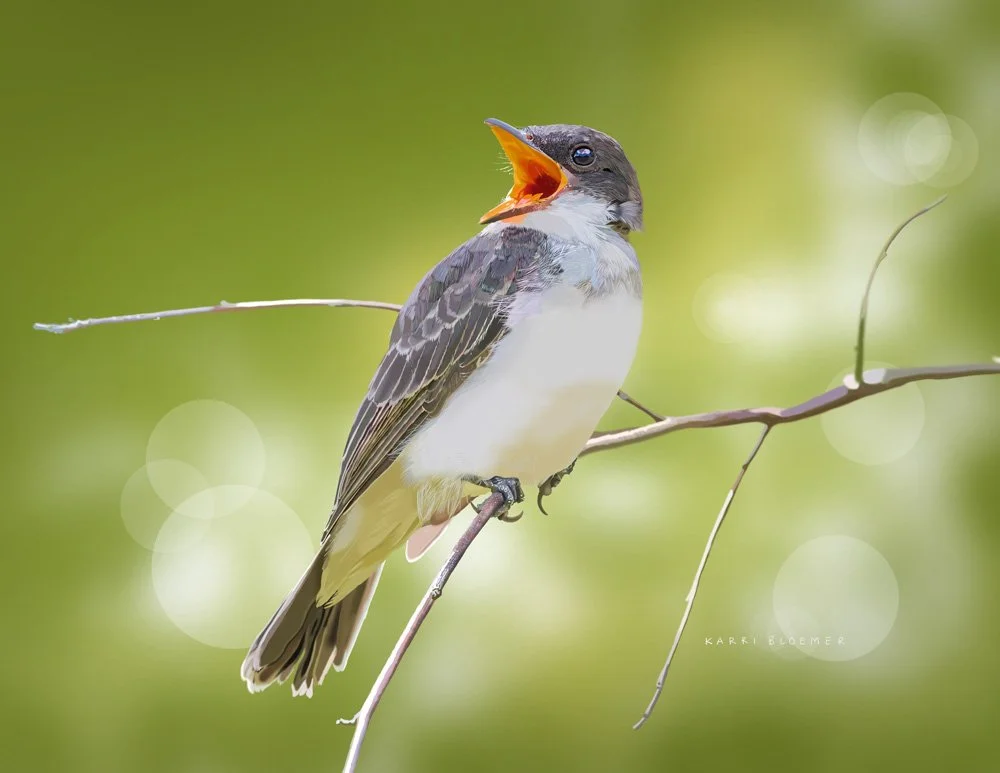 Eastern Kingbird A.jpg