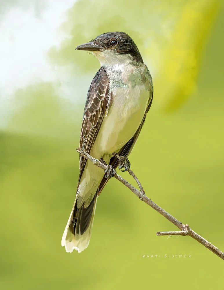 Eastern Kingbird C.jpg