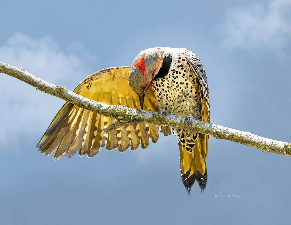 Flicker and Wing.jpg