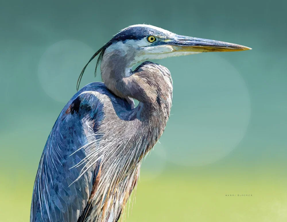 Great Blue Heron.jpg