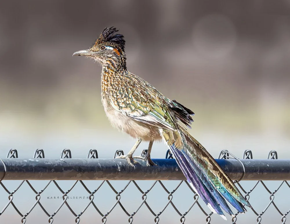 Greater Roadrunner.jpg