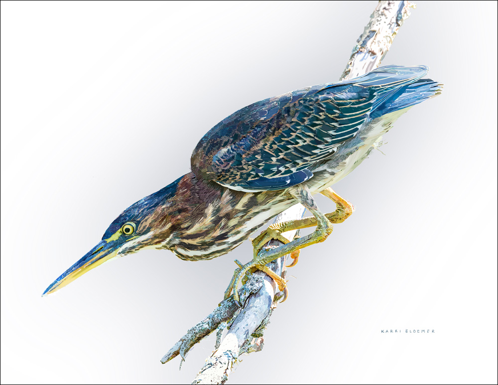 Green Heron Border.png