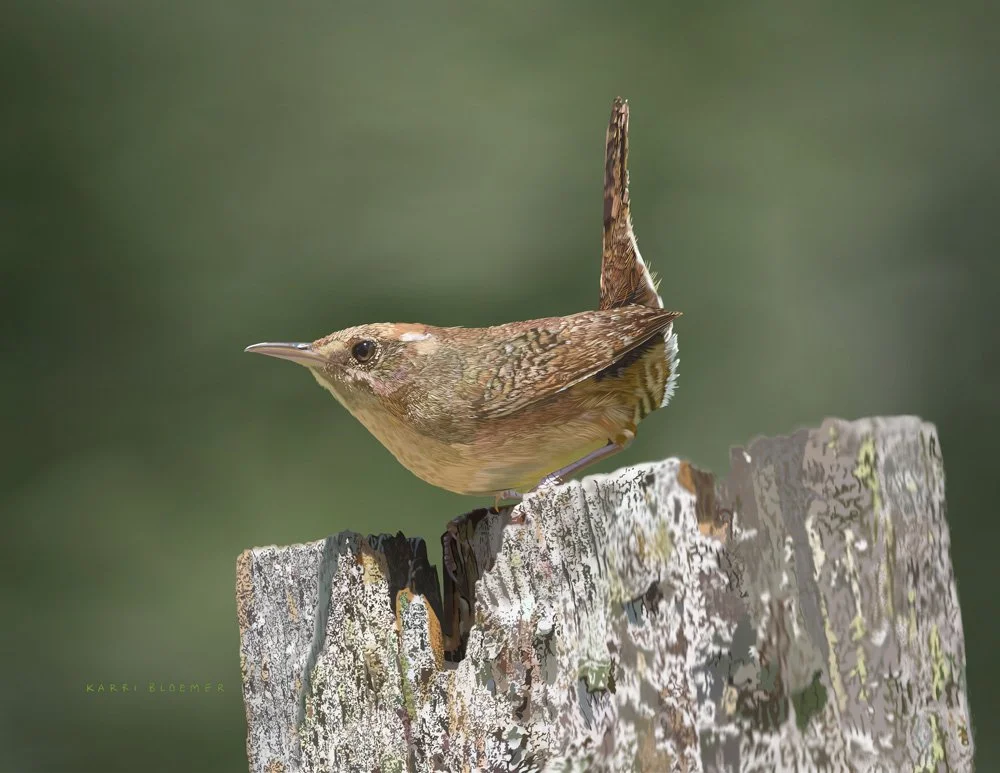 House Wren 3.jpg