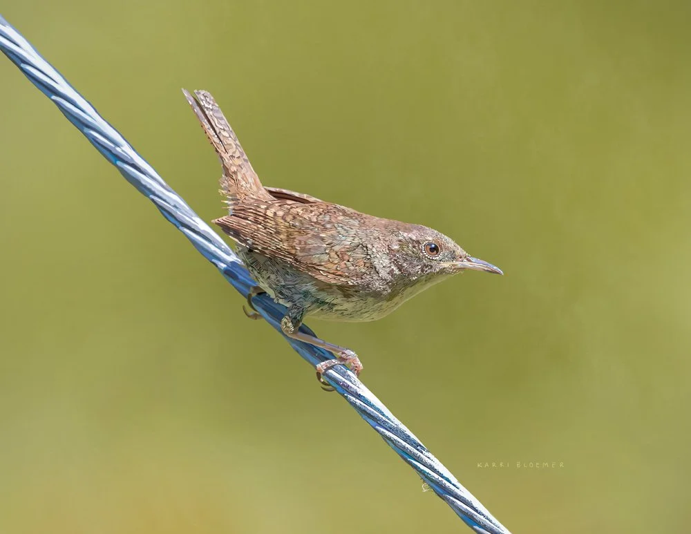House Wren.jpg