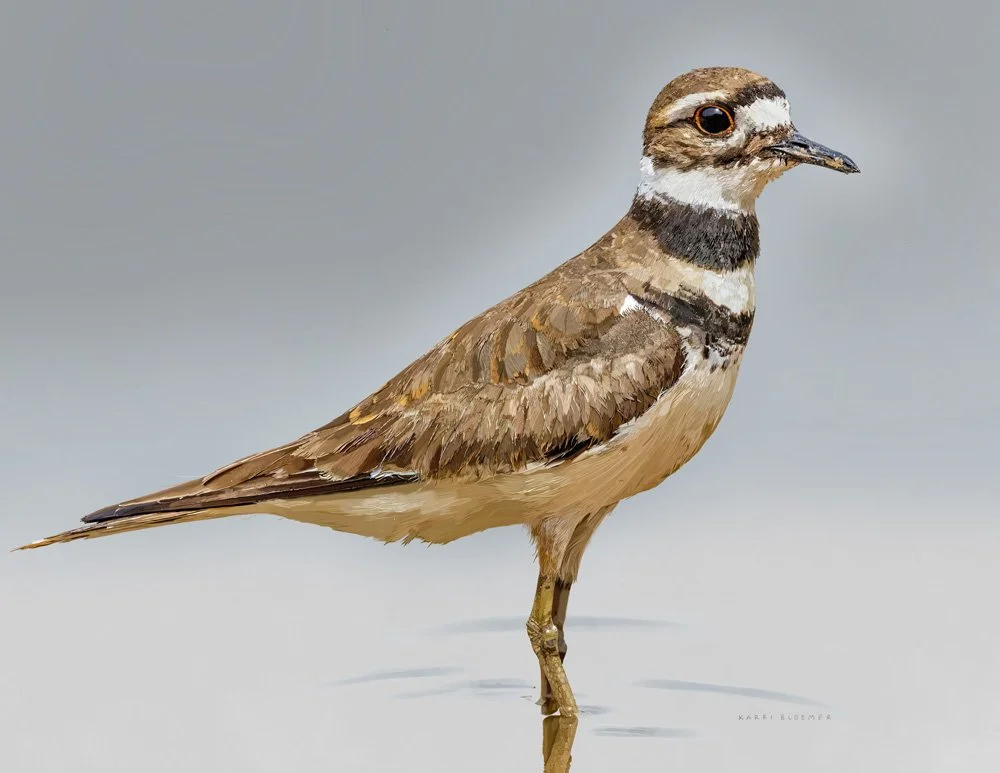 Killdeer.jpg