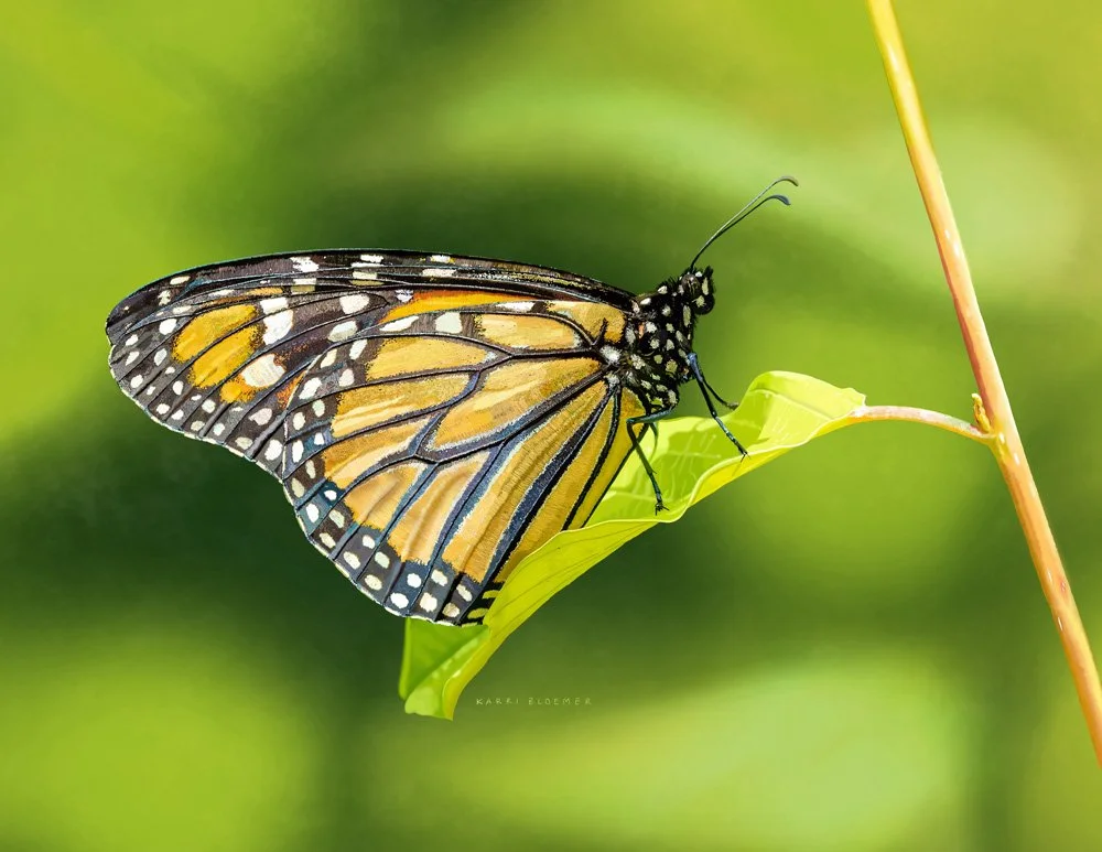 Monarch Butterfly.jpg