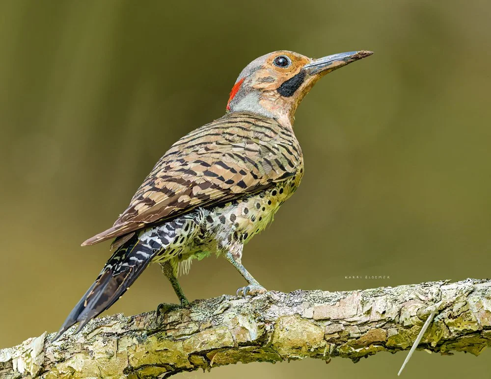 Northern Flicker.jpg