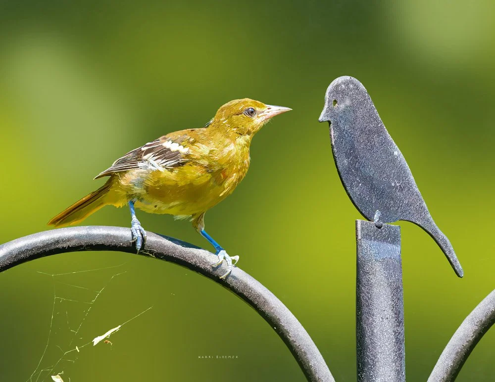 Oriole and Frend.jpg