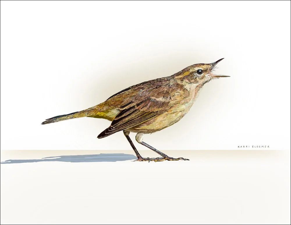 Palm Warbler A border.jpg