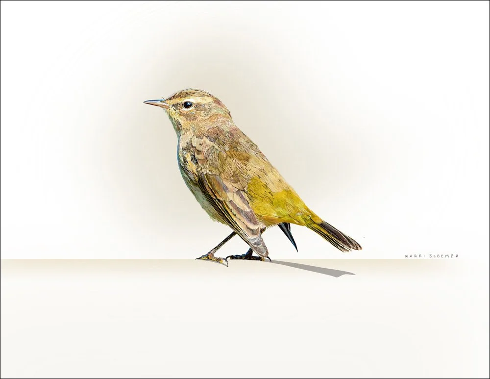 Palm Warbler B border.jpg