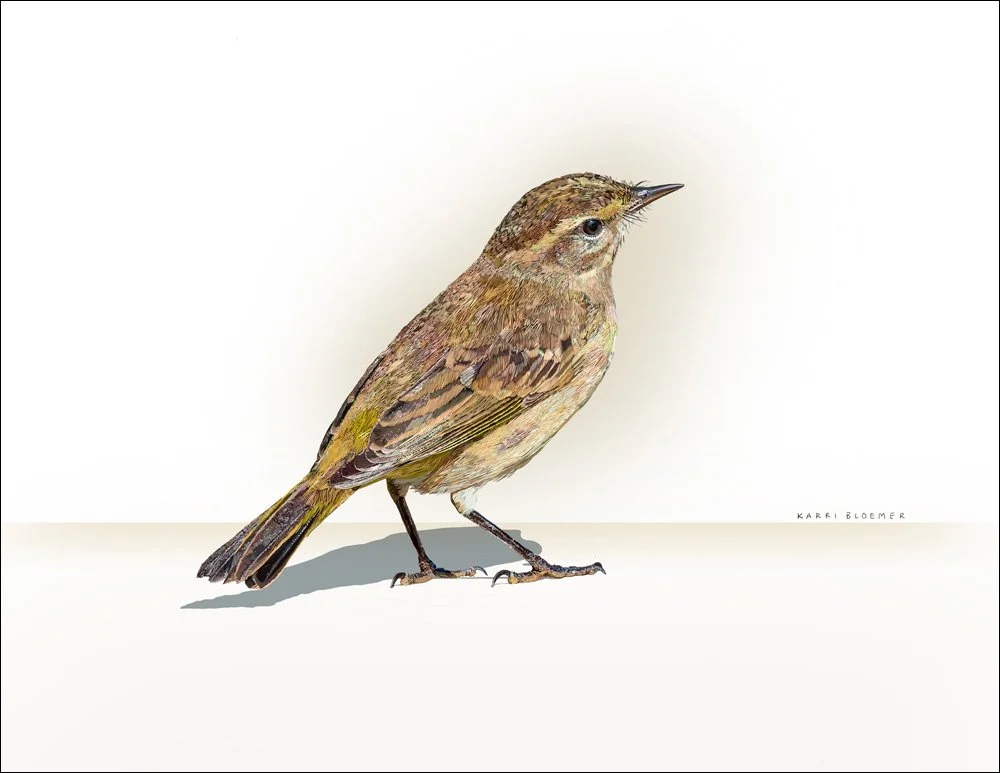 Palm Warbler C border.jpg