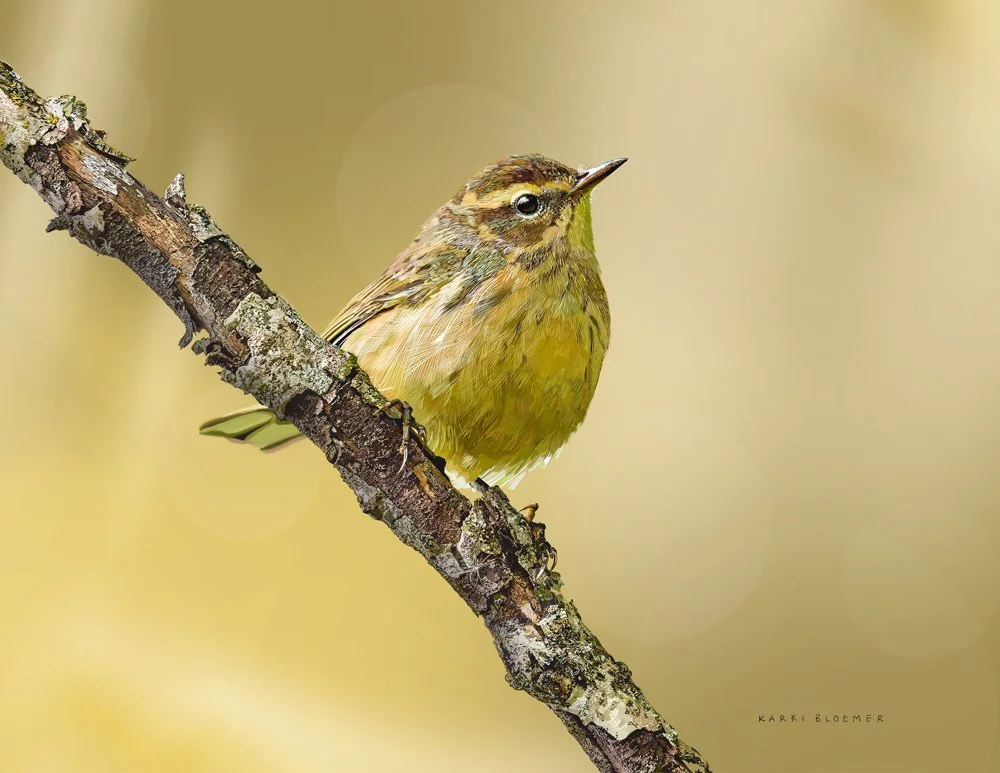 Palm Warbler.jpg