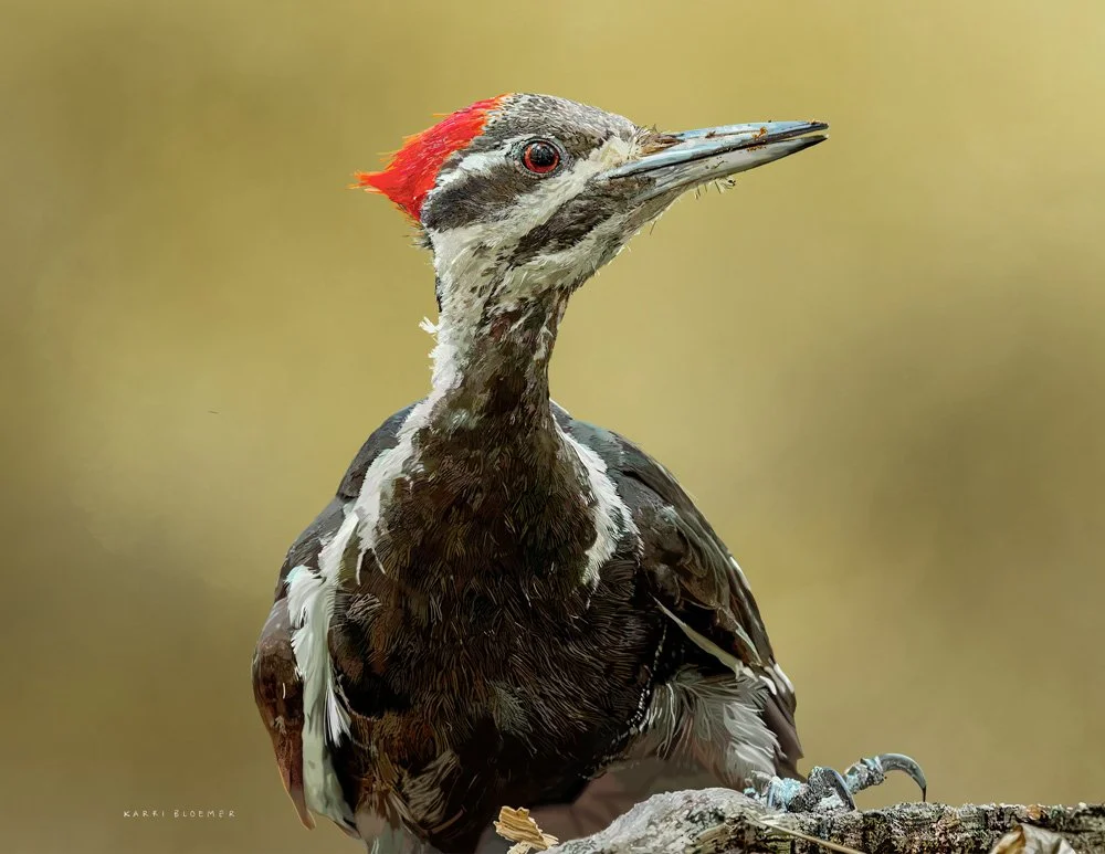 Pileated Woodpecker 2.jpg