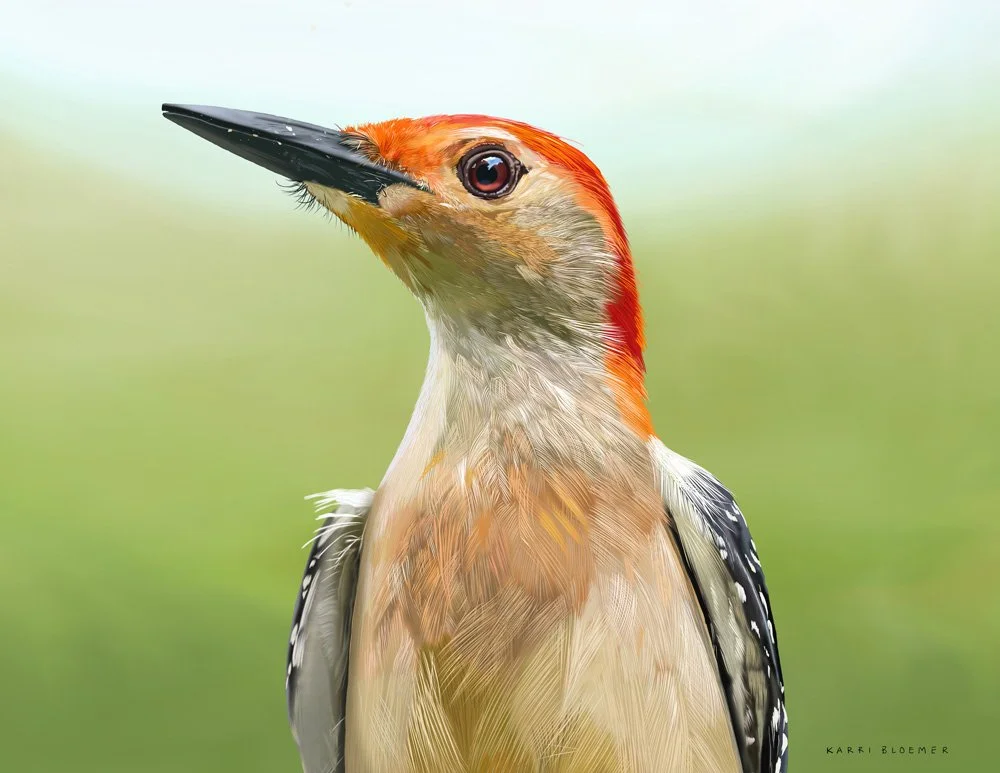 Red breasted Woodpecker.jpg