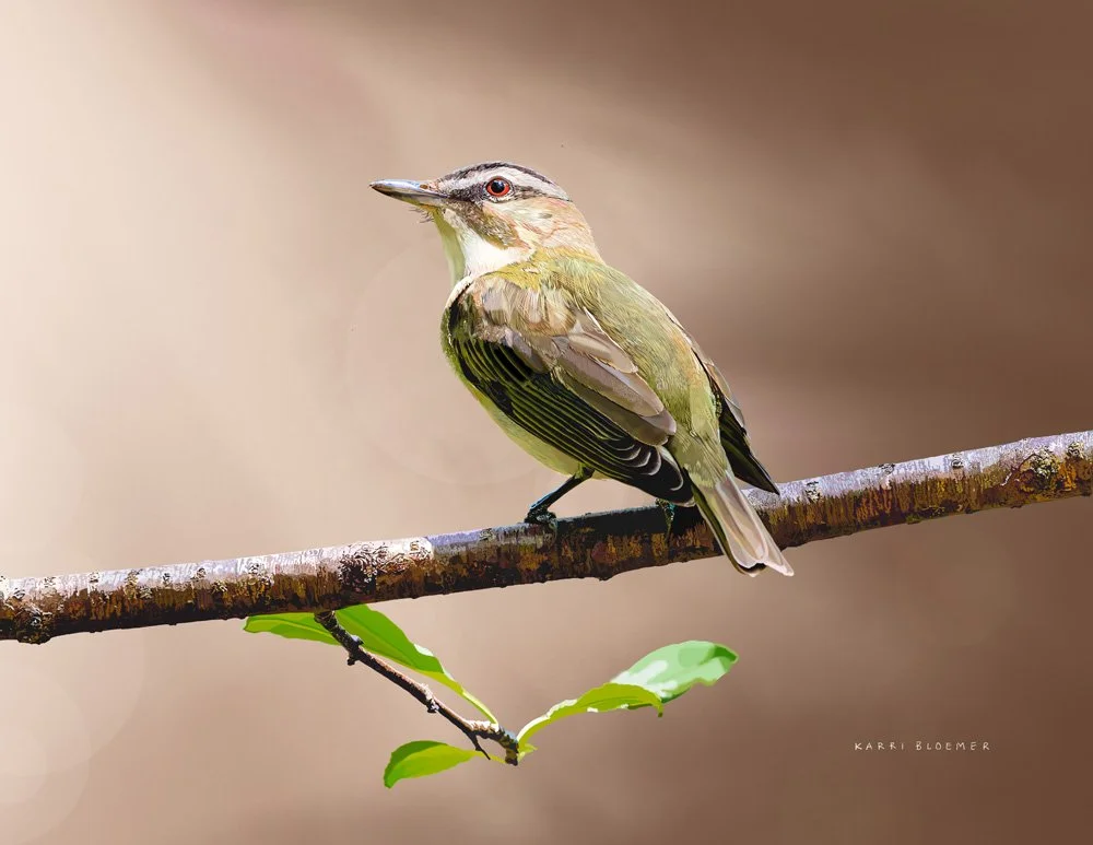 Red eyed Vireo.jpg