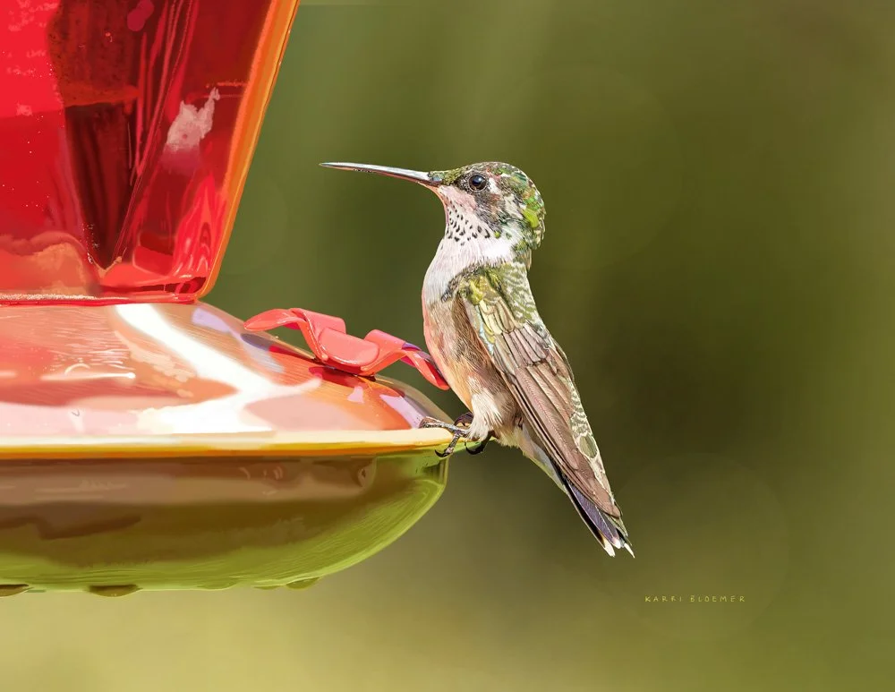 Ruby throated Hummingbird.jpg