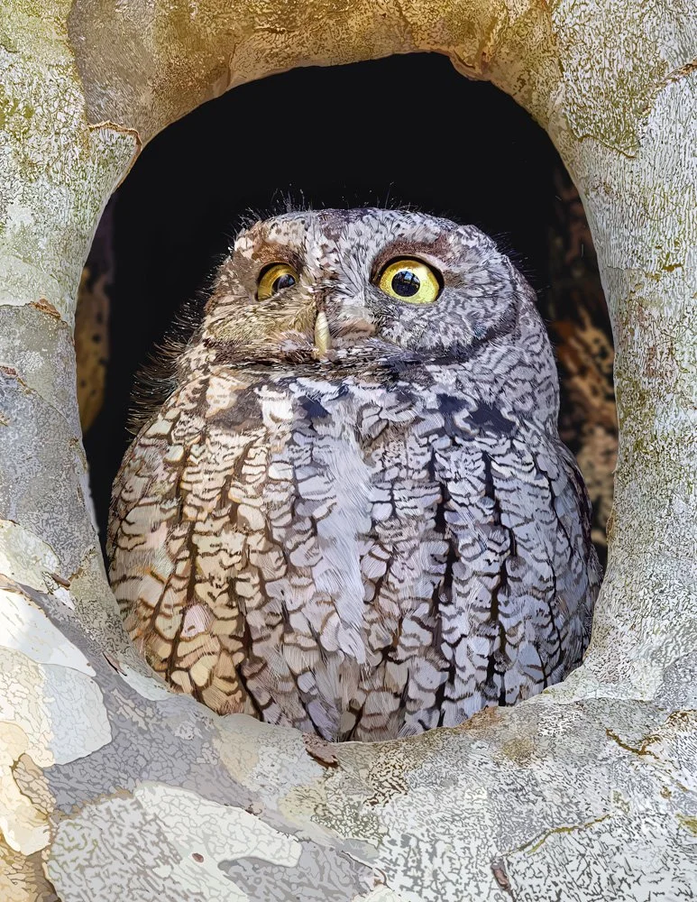 Screech Owl A.jpg