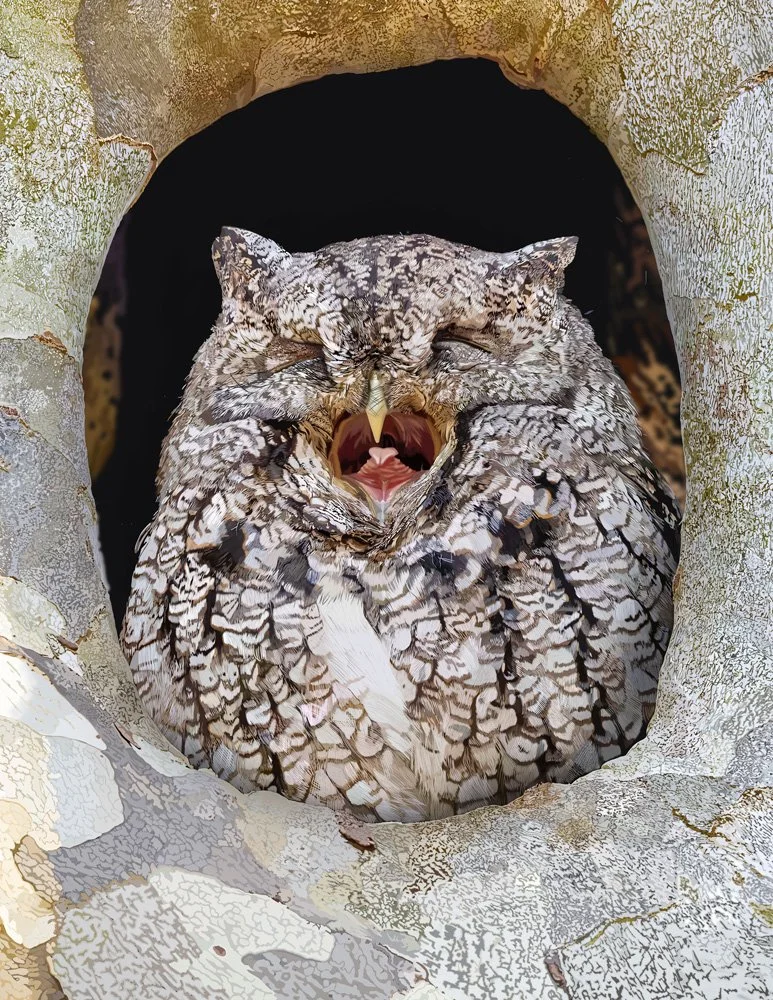 Screech Owl B.jpg