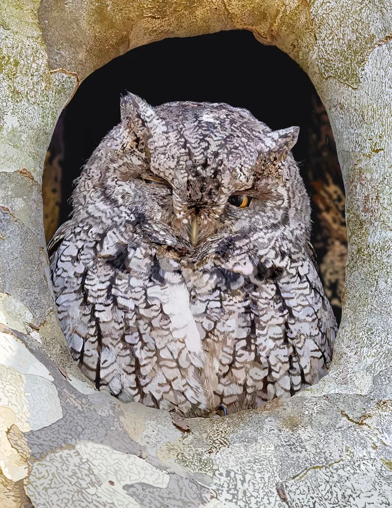 Screech Owl C.jpg