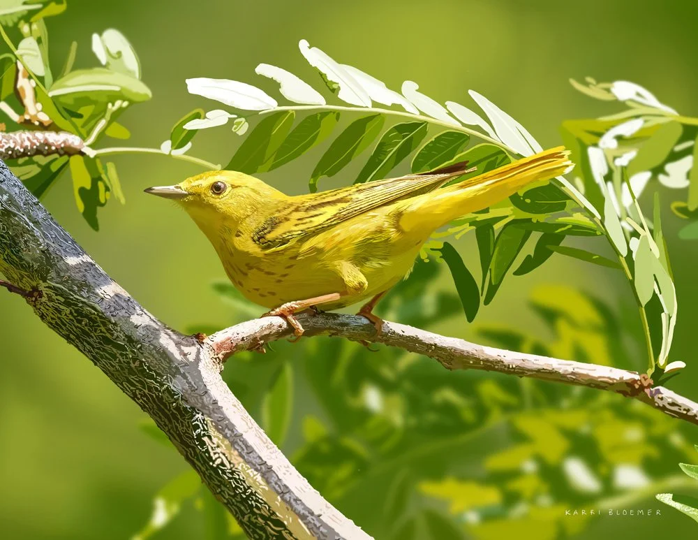 Yellow Warbler.jpg