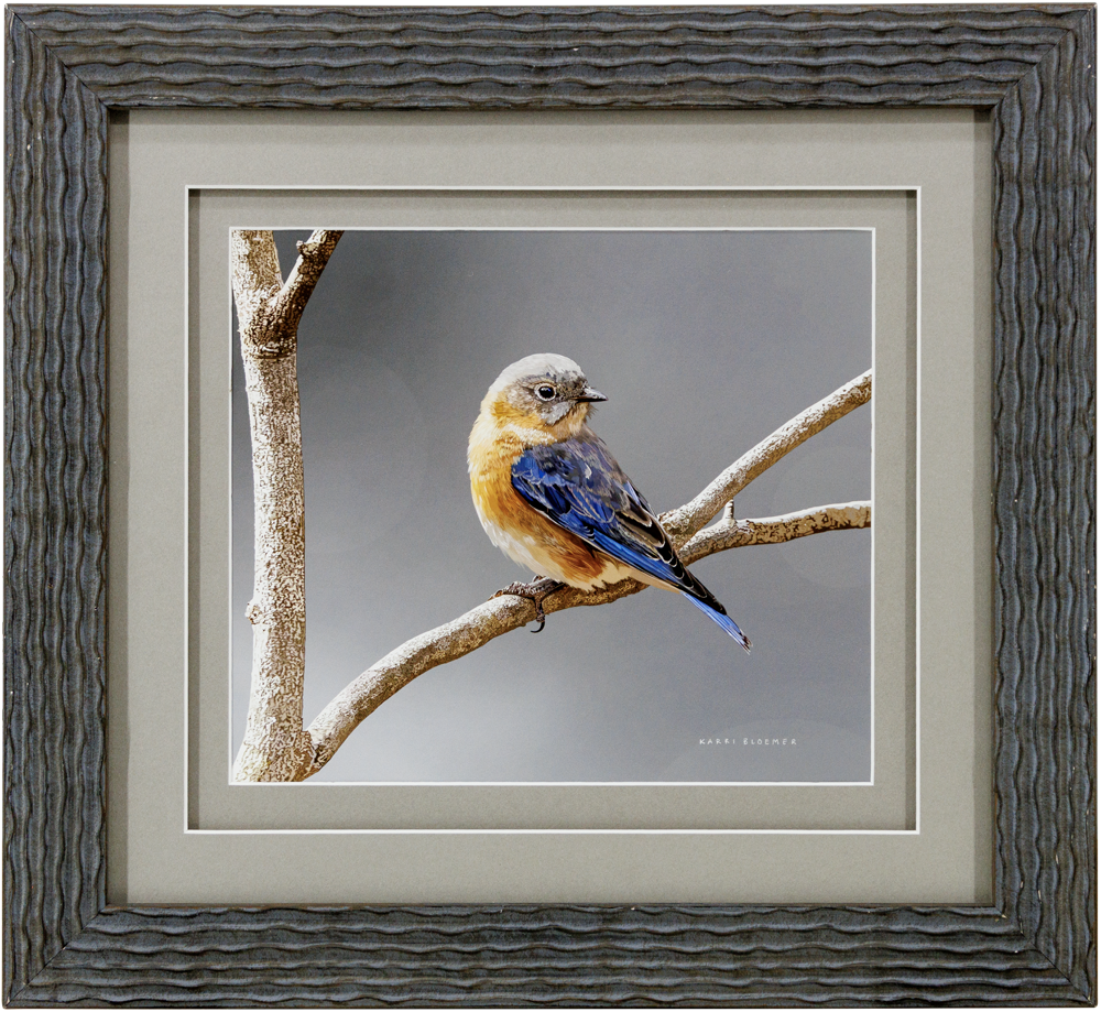 Eastern Bluebird C-Grey Textured 19x17
