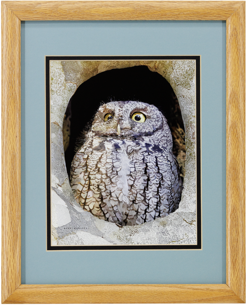 Screech Owl C-Wood 12x16
