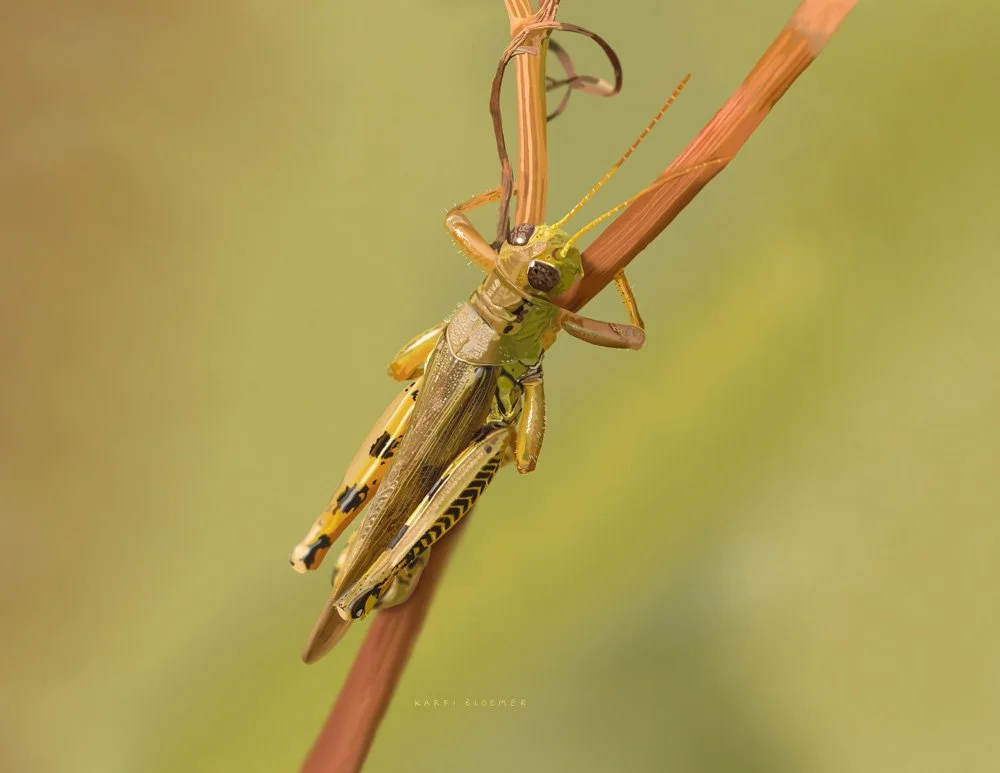 Grasshopper