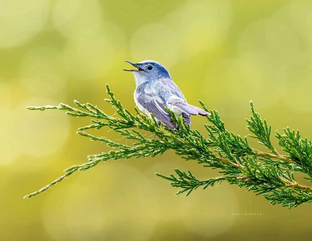 Blue Grey Gnatcatcher