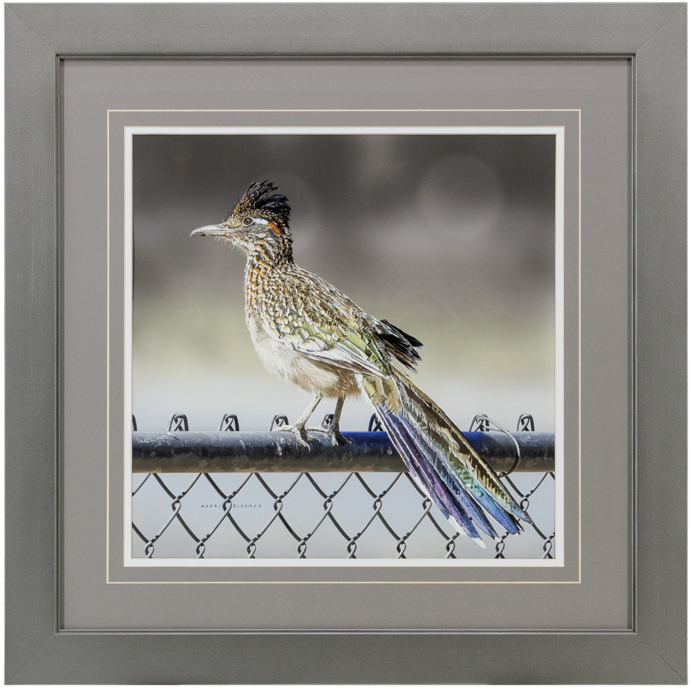 Greater Roadrunner-Grey 24x24