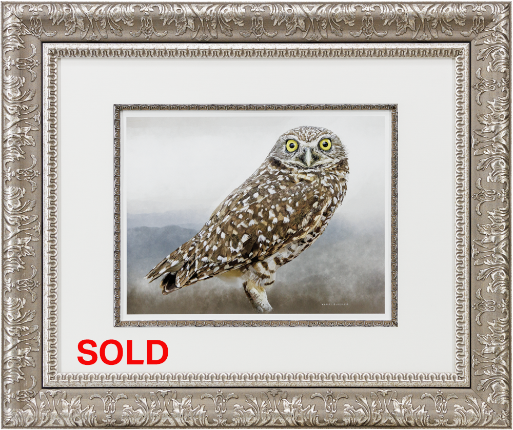 Burrowing Owl-Gold Scroll 25x21