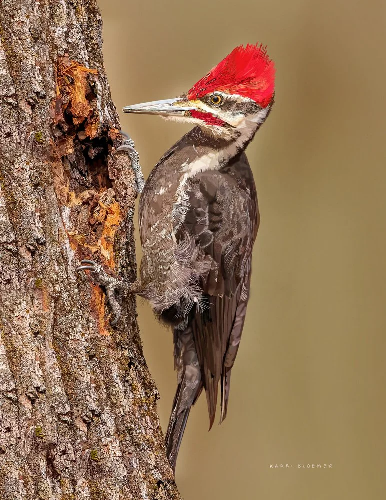 Pileated Woodpecker