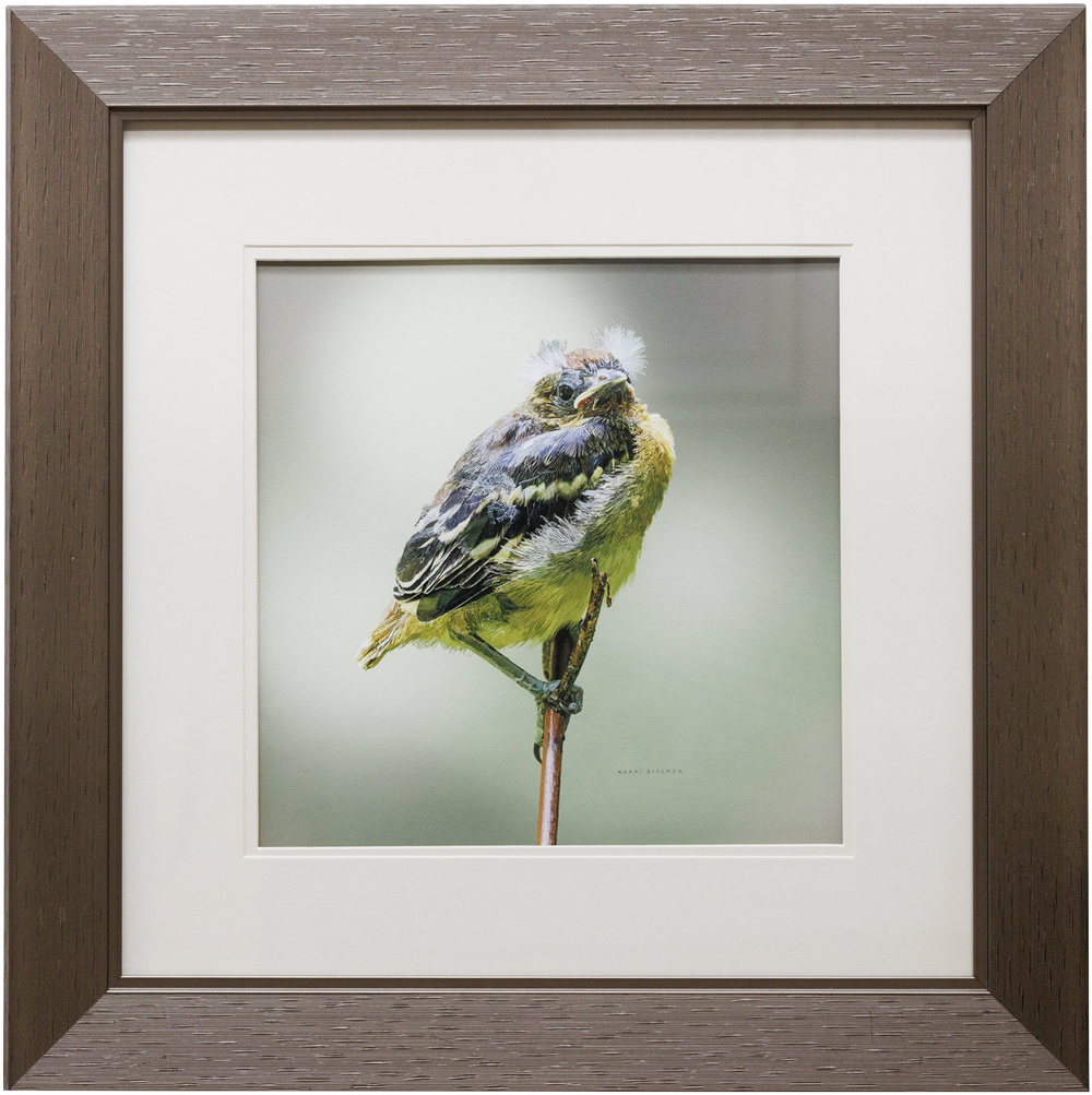 Balitmore Oriole Fledgling.png