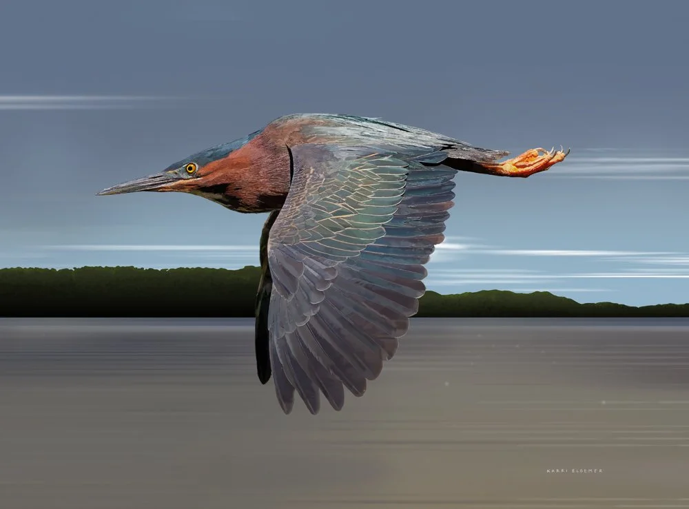 Green Heron in Flight