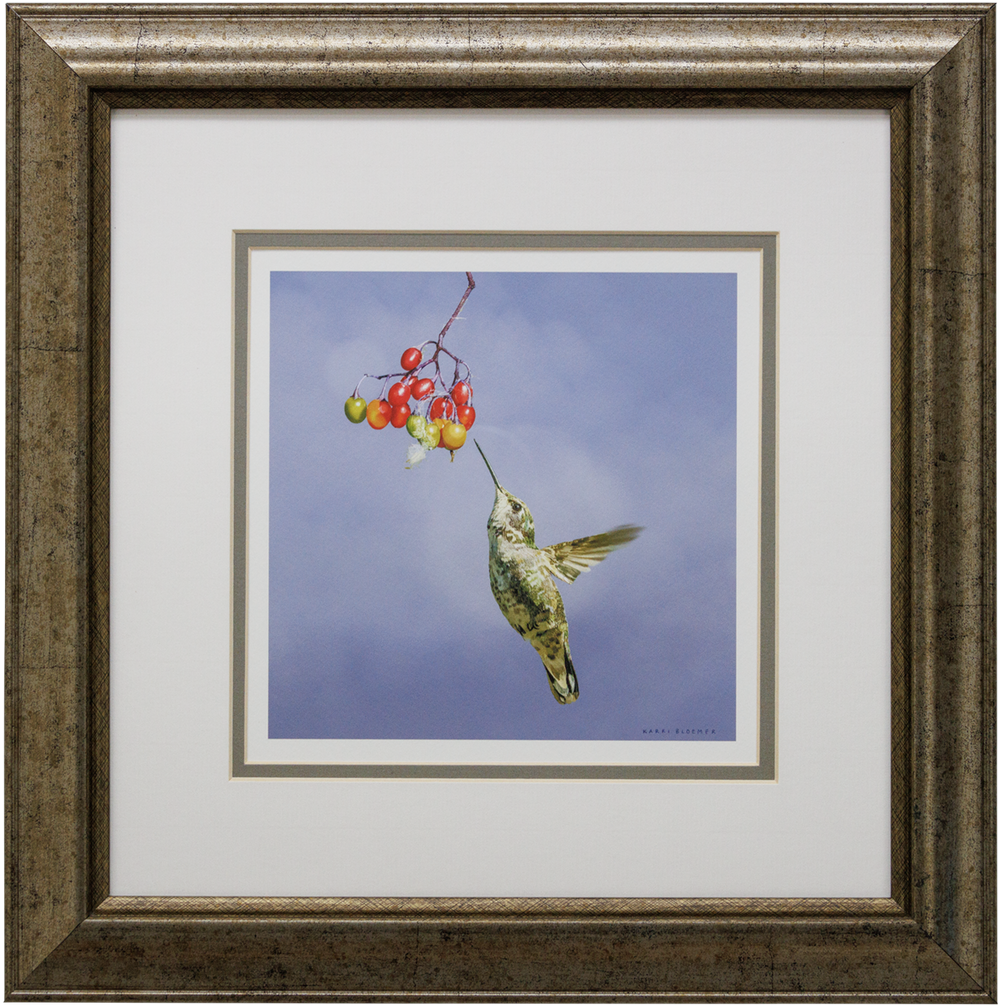 Anna's Hummingbird w berries-