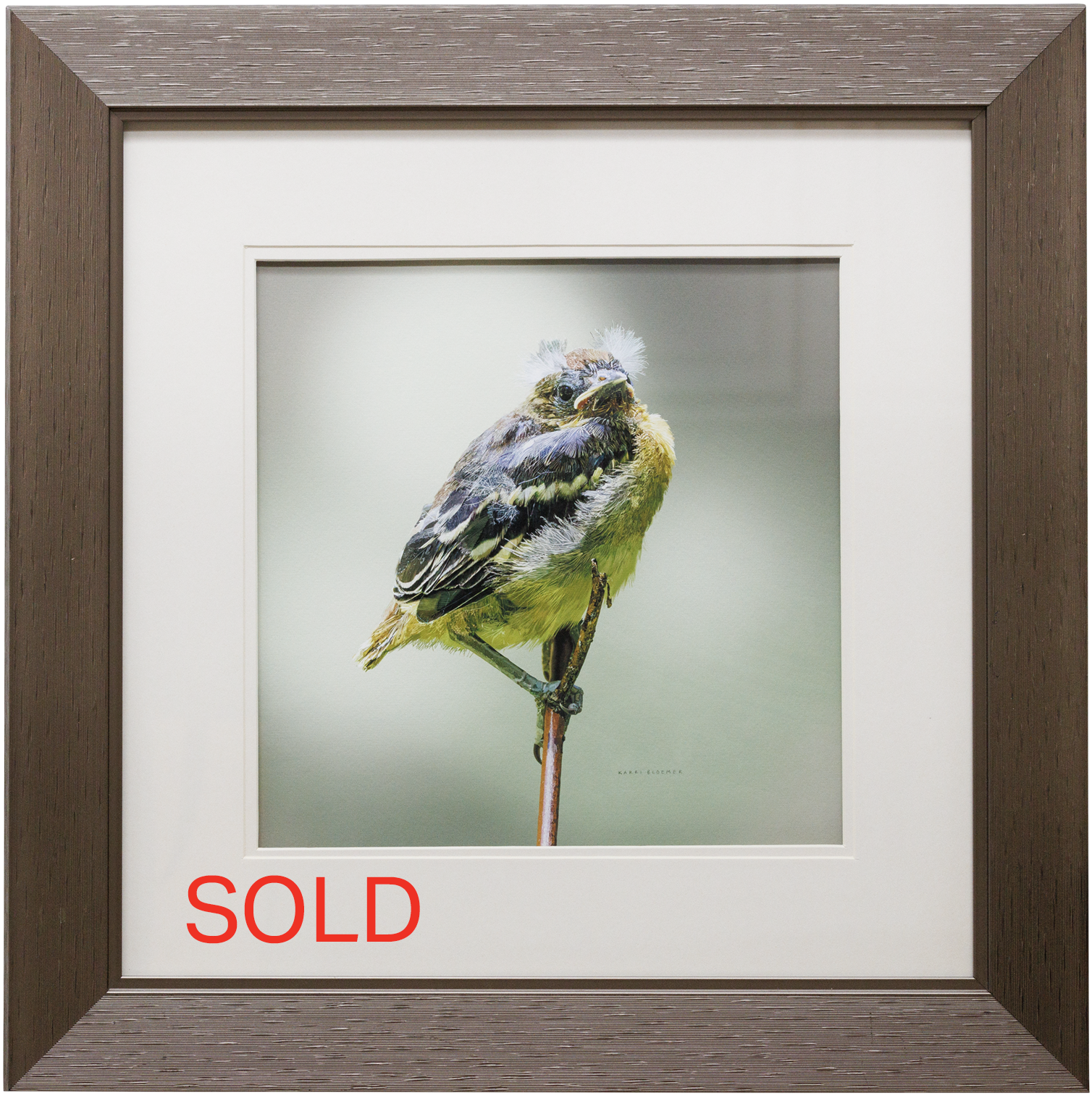 Baltimore Oriole Fledgling Brown Frame SOLD