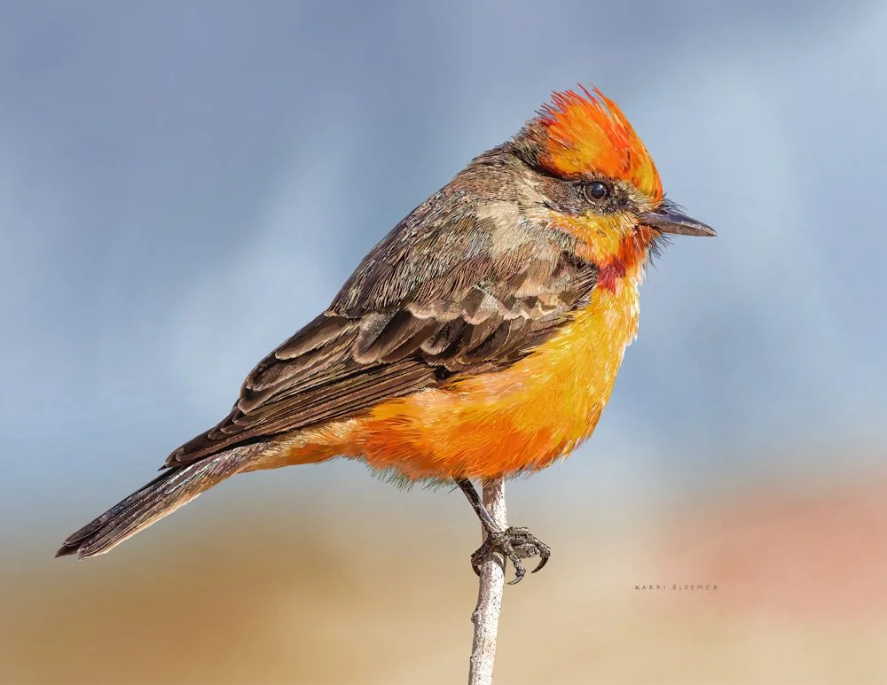 Vermillion Flycatcher