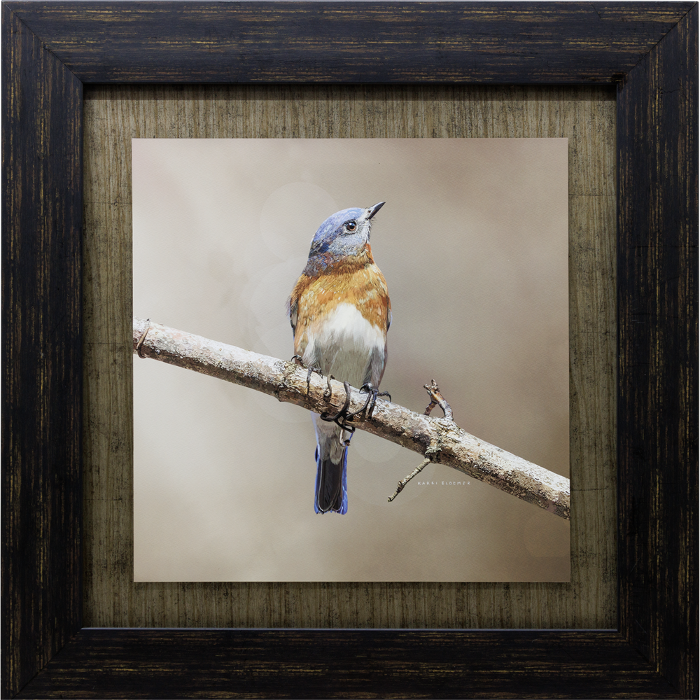 Bluebird Right-Brown Frame 25x25