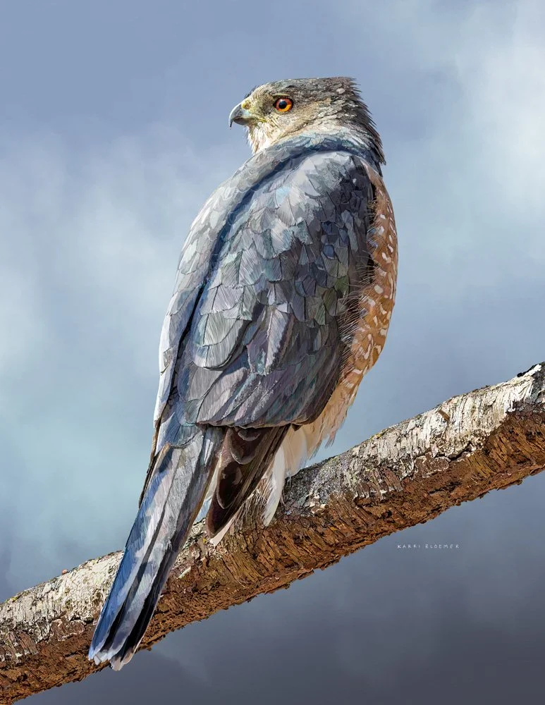 Coopers Hawk