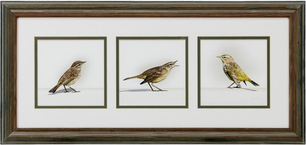 Palm Warblers 3-Horizontal Brown Wood 26x12