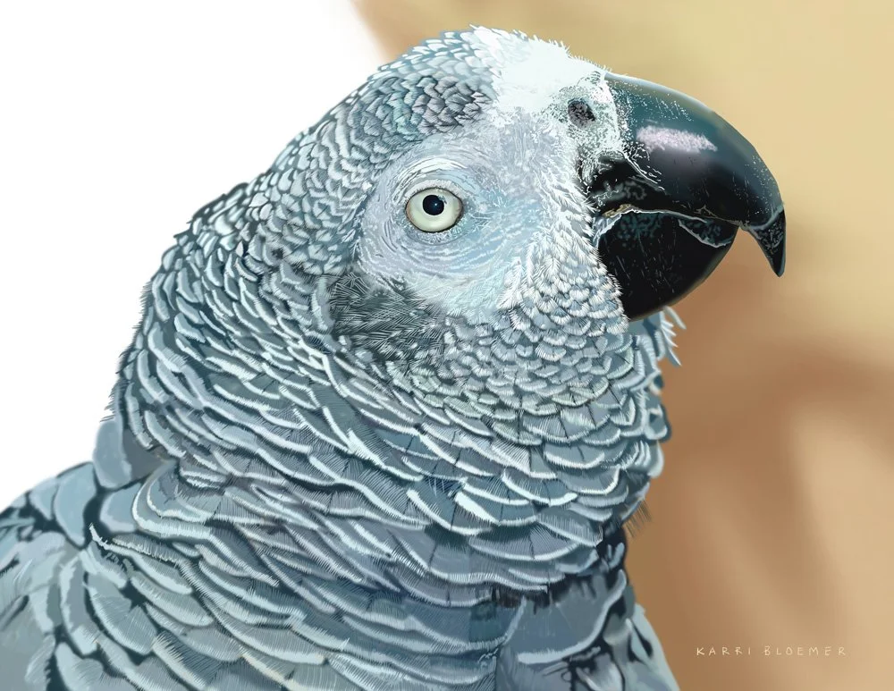 Grey Parrot
