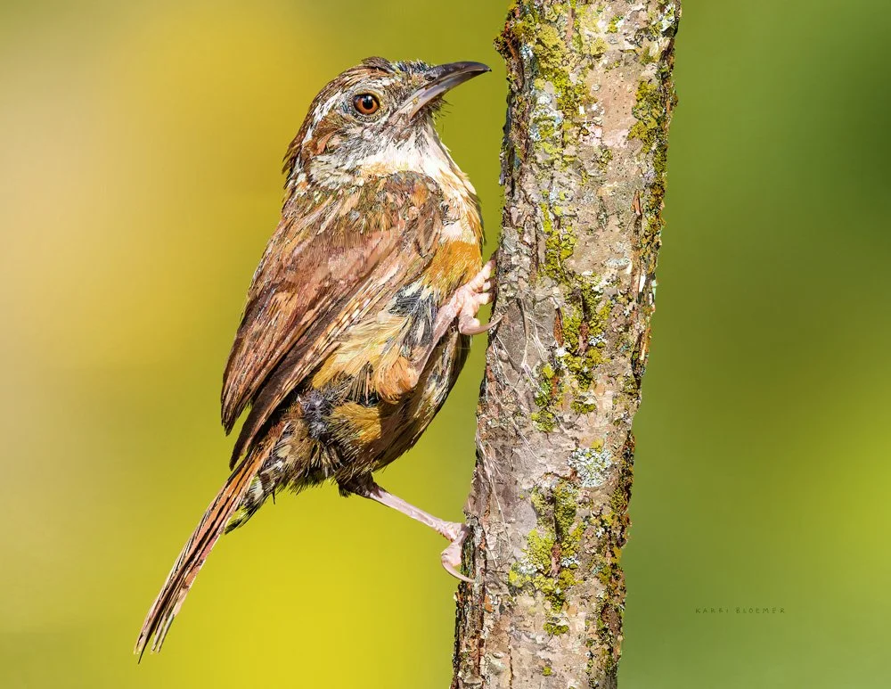 Carolina Wren