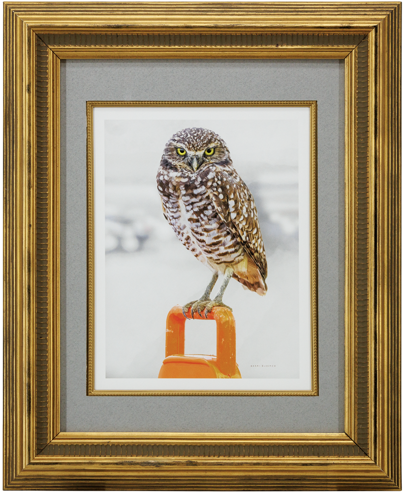 Burrowing OwlCone-Gold 19x23