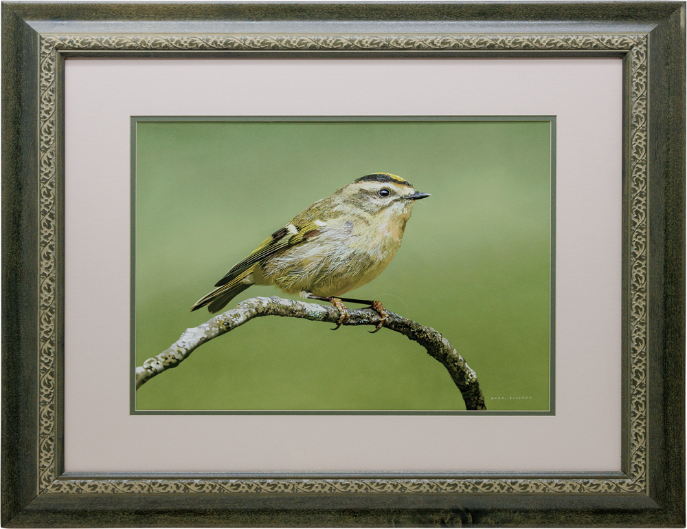 Golden Crowned Kinglet-Green Wood 31x27