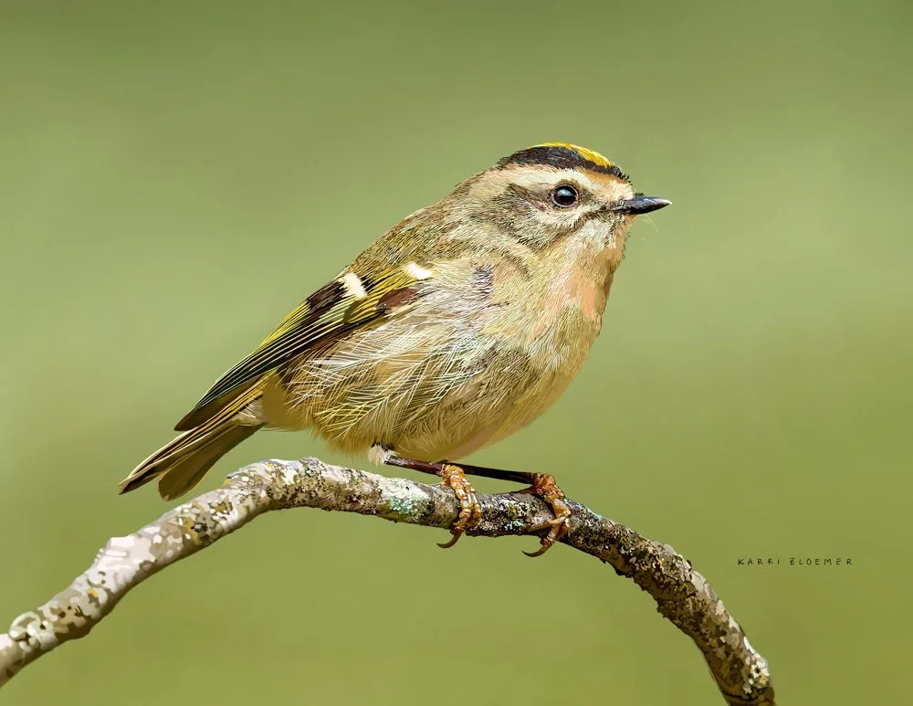 Golden Crowned Kinglet